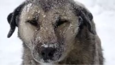 Ardahan'da Sibirya soğukları! Termometreler eksi 31'i gördü Ardahan'da Sibirya soğukları! Termometreler eksi 31'i gördü