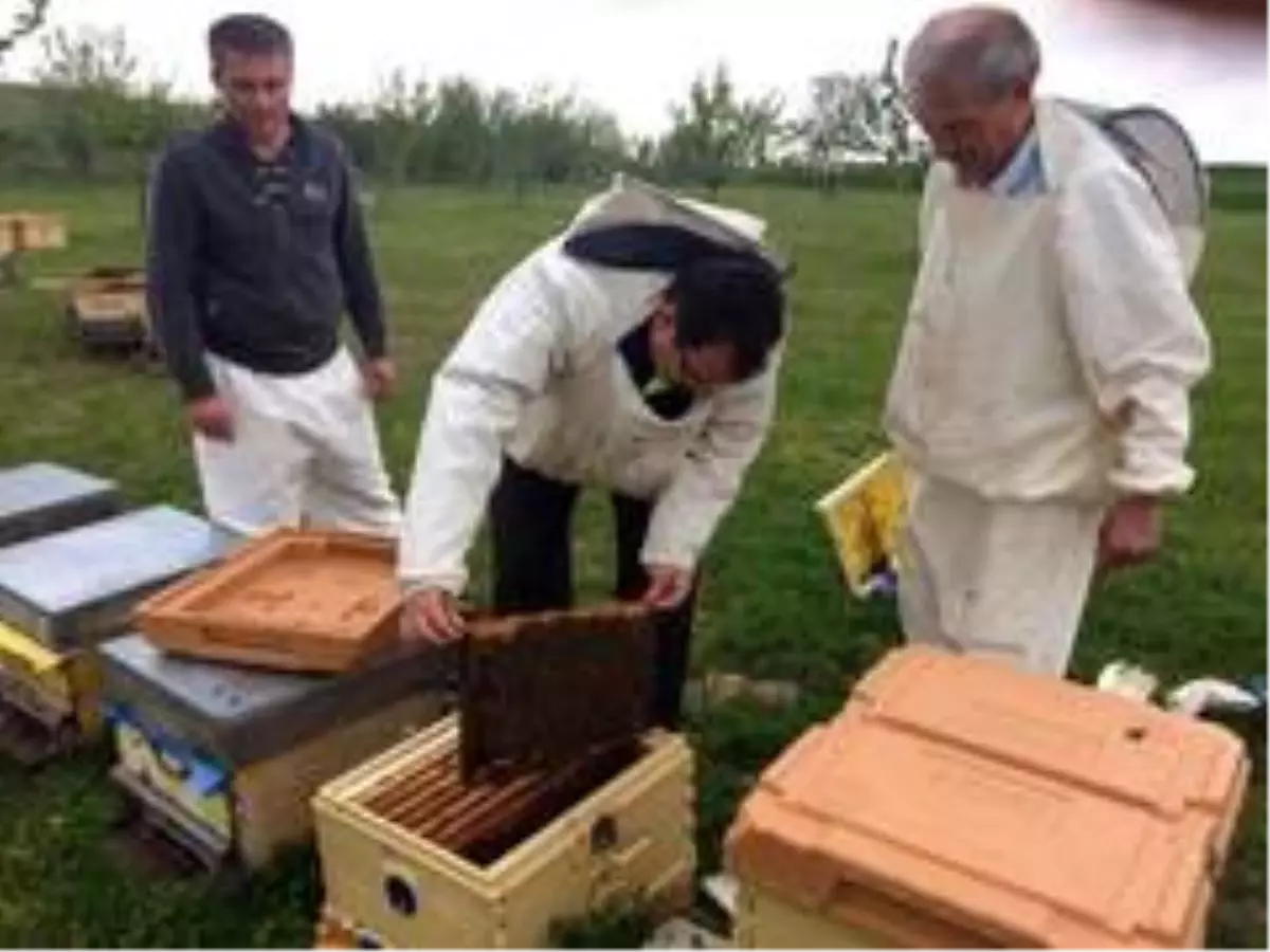 Büyükşehir'de arıcılık eğitim başladı