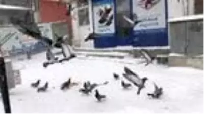 Doğu buz kesti: Göle -40'ı gördü Doğu buz kesti: Göle -40'ı gördü