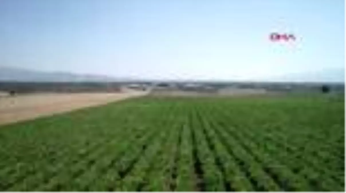 Manisa'da üzüm bağları kış uykusunda