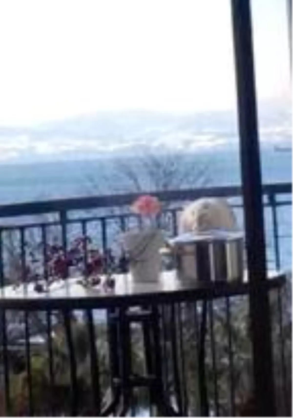 Martının tencere kapağını gagasıyla açarak kapuska yemesi kamerada