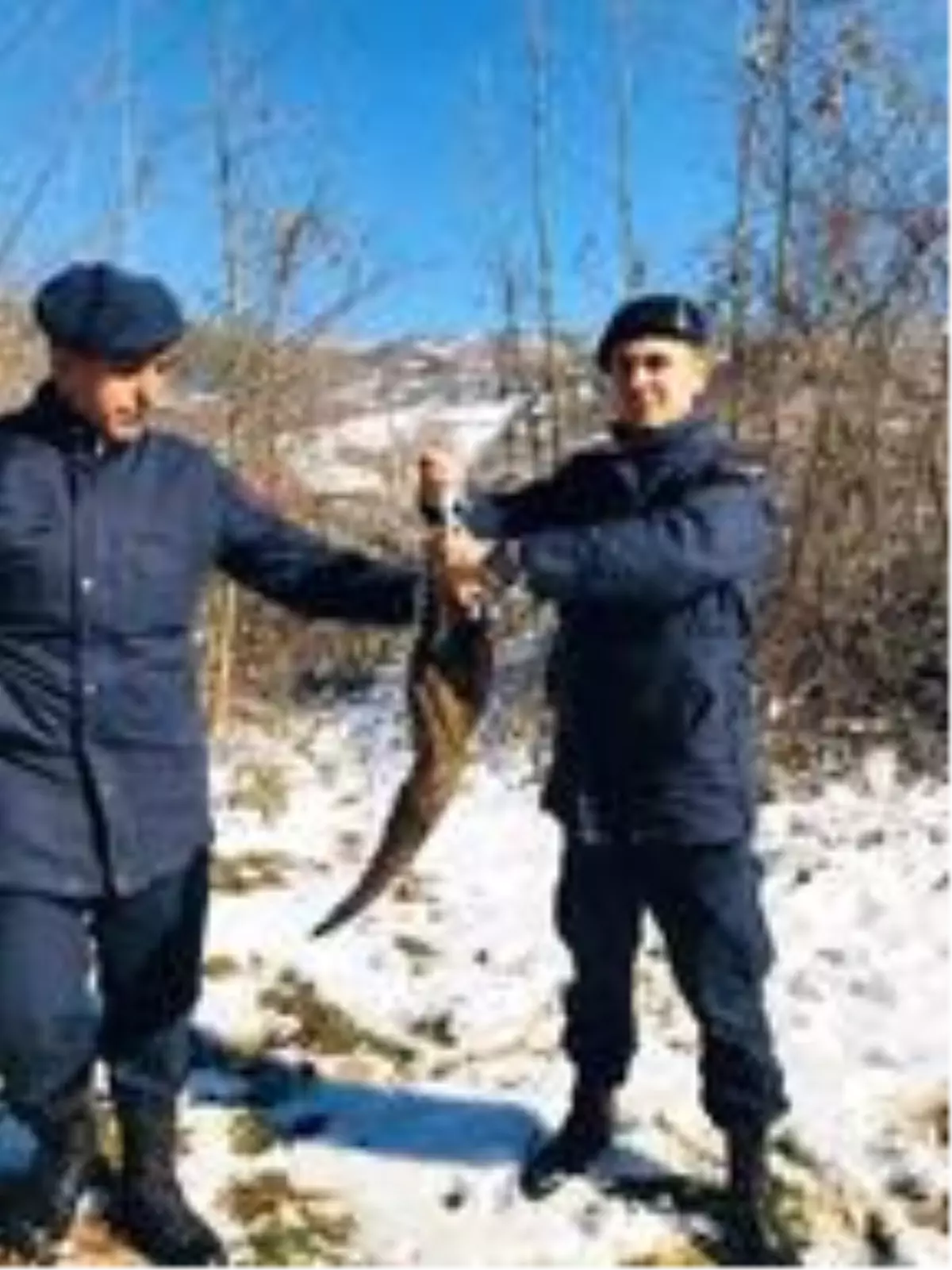 Yaralanan şahini jandarma kurtardı