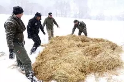 Bolu Dağı'na yılkı atları için yem bırakıldı Bolu Dağı'na yılkı atları için yem bırakıldı