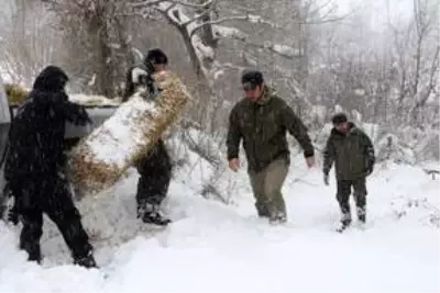 Bolu Dağı'na yılkı atları için yem bırakıldı Bolu Dağı'na yılkı atları için yem bırakıldı