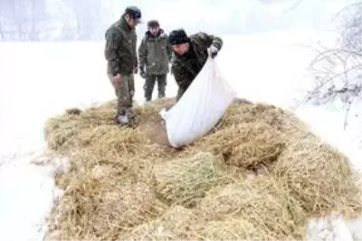 Bolu Dağı'na yılkı atları için yem bırakıldı Bolu Dağı'na yılkı atları için yem bırakıldı