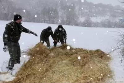 Bolu Dağı'na yılkı atları için yem bırakıldı Bolu Dağı'na yılkı atları için yem bırakıldı