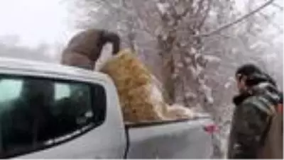 Bolu Dağı'na yılkı atları için yem bırakıldı Bolu Dağı'na yılkı atları için yem bırakıldı