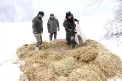 Bolu Dağı'na yılkı atları için yem bırakıldı Bolu Dağı'na yılkı atları için yem bırakıldı