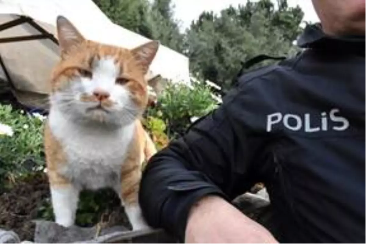 Polis uygulama noktasına sığınan kedi 'Cemşit' ekiplerin maskotu oldu