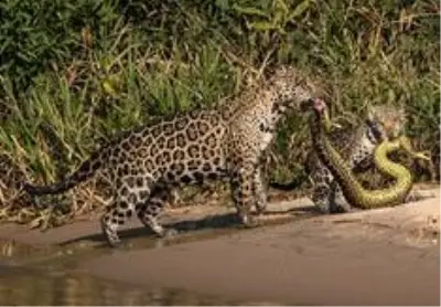 Yemek için kavga eden farelerin fotoğrafı, Doğal Yaşam Ödülü'nün sahibi oldu
