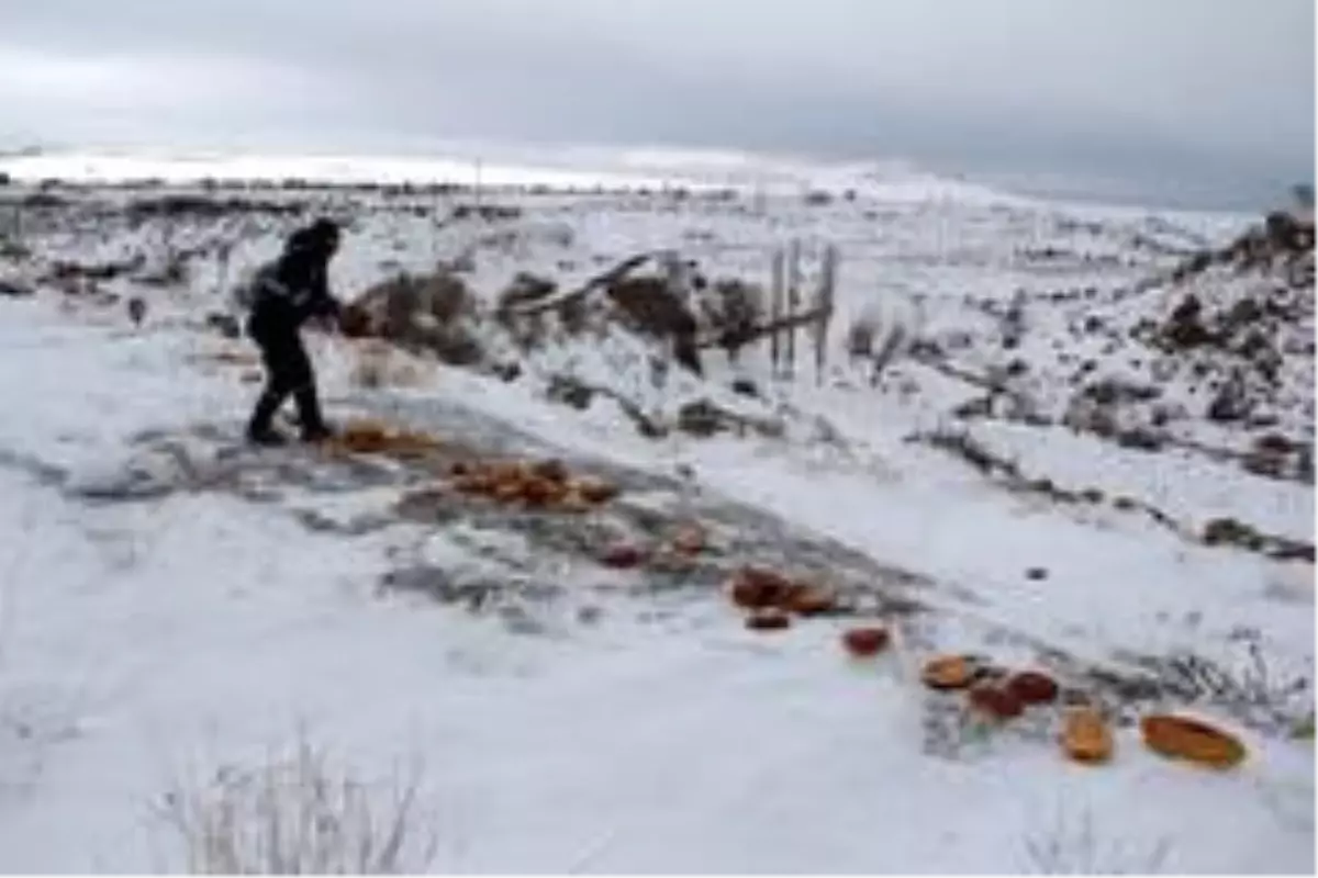 Hayvan dostu İncesu