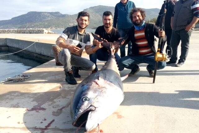 İki yüz kiloluk orkinos, Türk balıkçıları Yunan adasına sürükledi