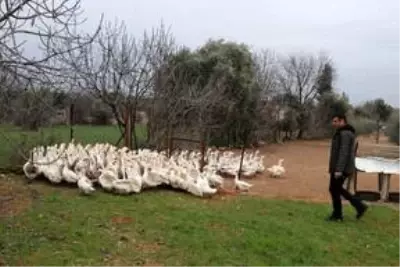 Adana'da yeni lezzet: Kaz etinden kebap Adana'da yeni lezzet: Kaz etinden kebap
