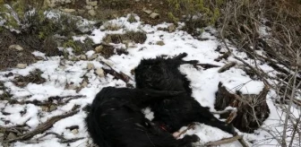Antalya'da kurtlar keçi sürüsüne saldırdı
