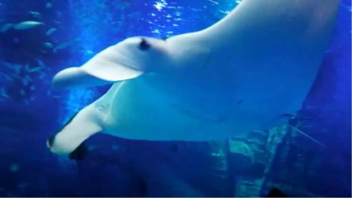 Avrupa'nın en büyük akvaryumu