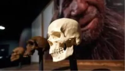 Batı Afrika'da 'hayalet' insan türüne ait bulgular ortaya çıktı
