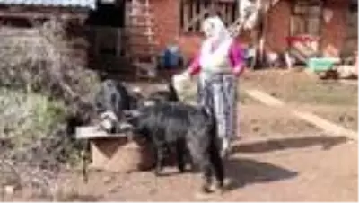 Denizli-kınalı elleriyle çaldığı sipsi ile 'yaşayan insan hazinesi' seçildi