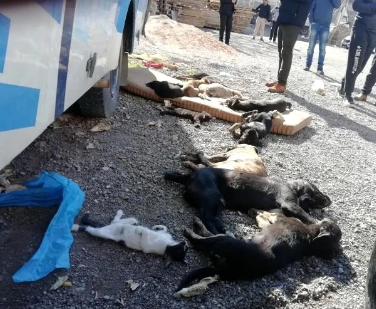 İzmir�de zehirli et verilen 9 köpek ve 3 kedi öldü Haberler