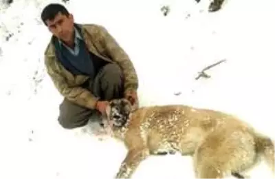 Kahramanmaraş'ta köpekleri zehirlenen vatandaş isyan etti