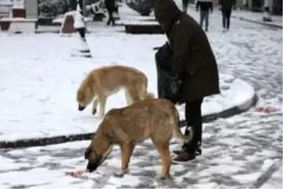 Mardin'de duyarlı vatandaş sokak köpeklerine et dağıttı
