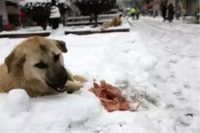 Mardin'de duyarlı vatandaş sokak köpeklerine et dağıttı