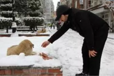 Mardin'de duyarlı vatandaş sokak köpeklerine et dağıttı