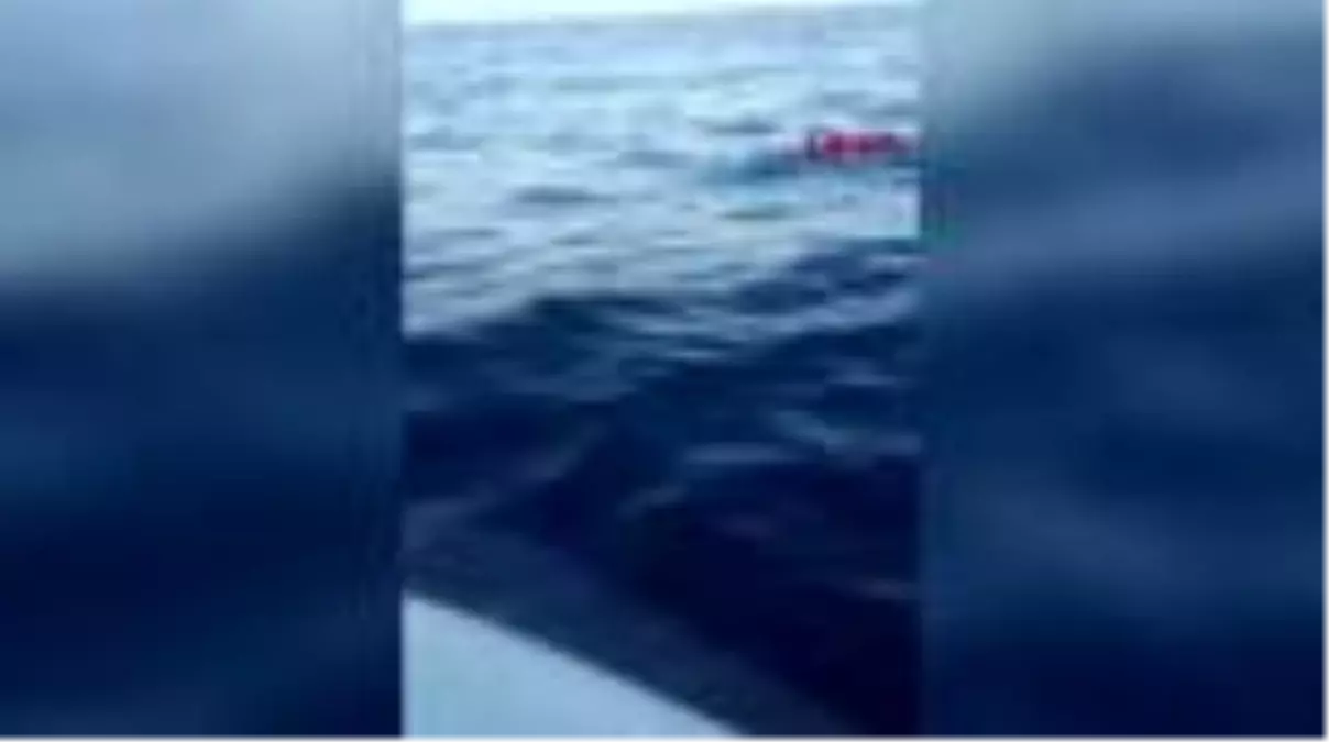 Muğla orkinos peşinde 8 saatlik mücadele
