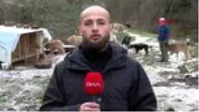Ormanda vurularak öldürülen 5 köpek bulundu