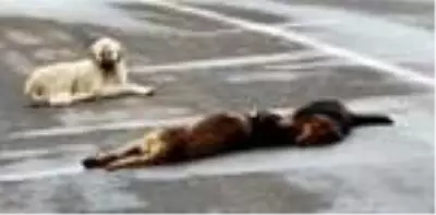 Otomobilin çarptığı köpek öldü, diğer 2 köpek başından ayrılmadı Otomobilin çarptığı köpek öldü, diğer 2 köpek başından ayrılmadı