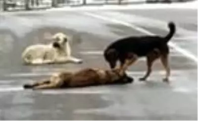 Otomobilin çarptığı köpek öldü, diğer 2 köpek başından ayrılmadı Otomobilin çarptığı köpek öldü, diğer 2 köpek başından ayrılmadı