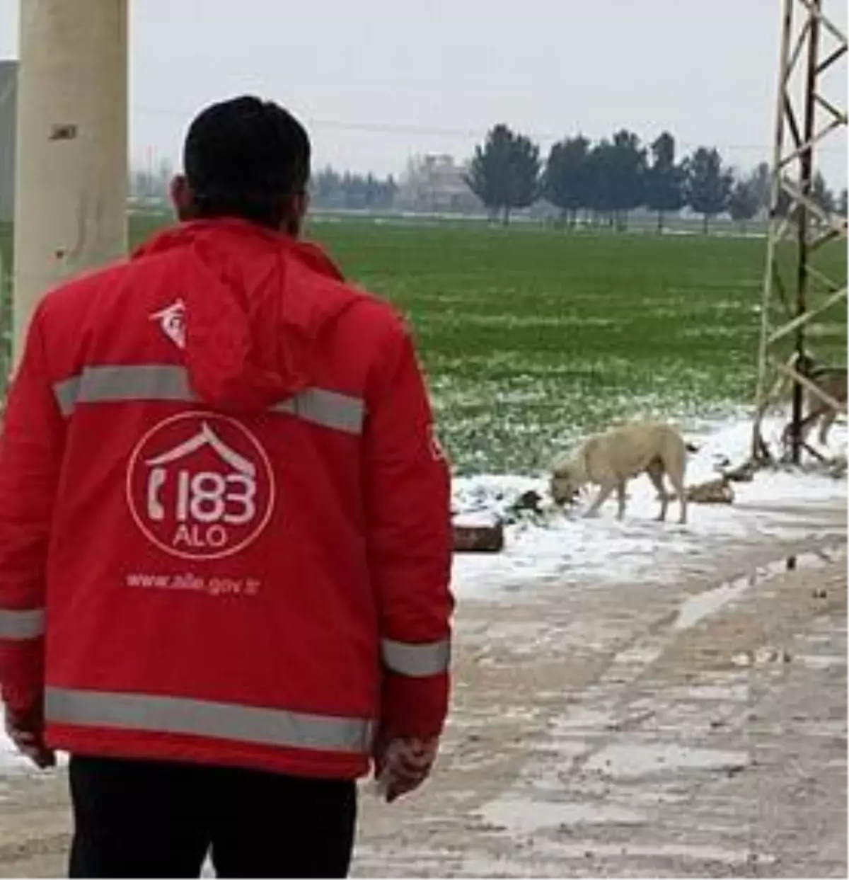 Suruç'ta sokak hayvanları unutulmadı