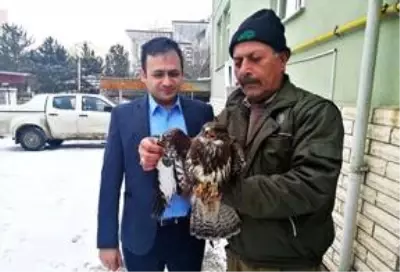 Yaralı halde bulunan doğan tedavi edildi