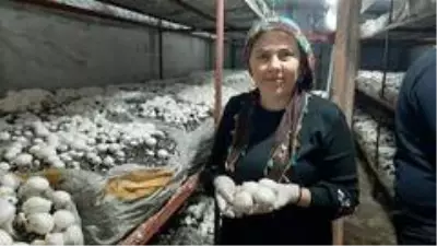 Karı-koca 30 metrekarelik alanda mantar üretip geçimlerini sağlıyor Karı-koca 30 metrekarelik alanda mantar üretip geçimlerini sağlıyor