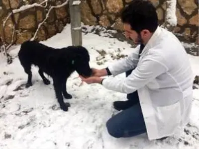 Adıyaman'da sokak hayvanları unutulmadı
