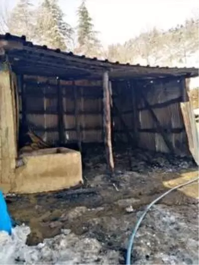 Ahır yangınında 240 küçükbaş hayvan telef oldu