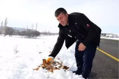 Bünyan Belediyesinden sokak ve yaban hayvanlarına yem desteği