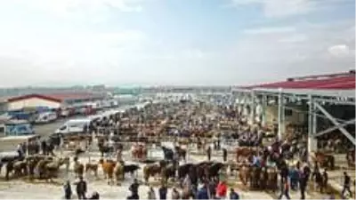Çorum'da hayvan pazarı kapatıldı