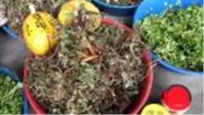 Dağlardan topladığı otları pazarda satarak geçimini sağlıyor Dağlardan topladığı otları pazarda satarak geçimini sağlıyor