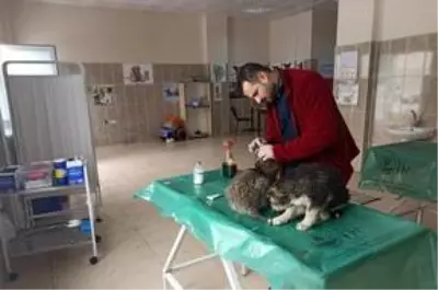 Donmak üzere olan yavru köpeklere belediye sahip çıktı
