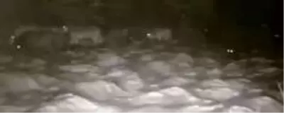 Korku filmi gibi! 20 kurt, gecenin karanlığında köye indi Korku filmi gibi! 20 kurt, gecenin karanlığında köye indi