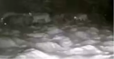 Korku filmi gibi! 20 kurt, gecenin karanlığında köye indi