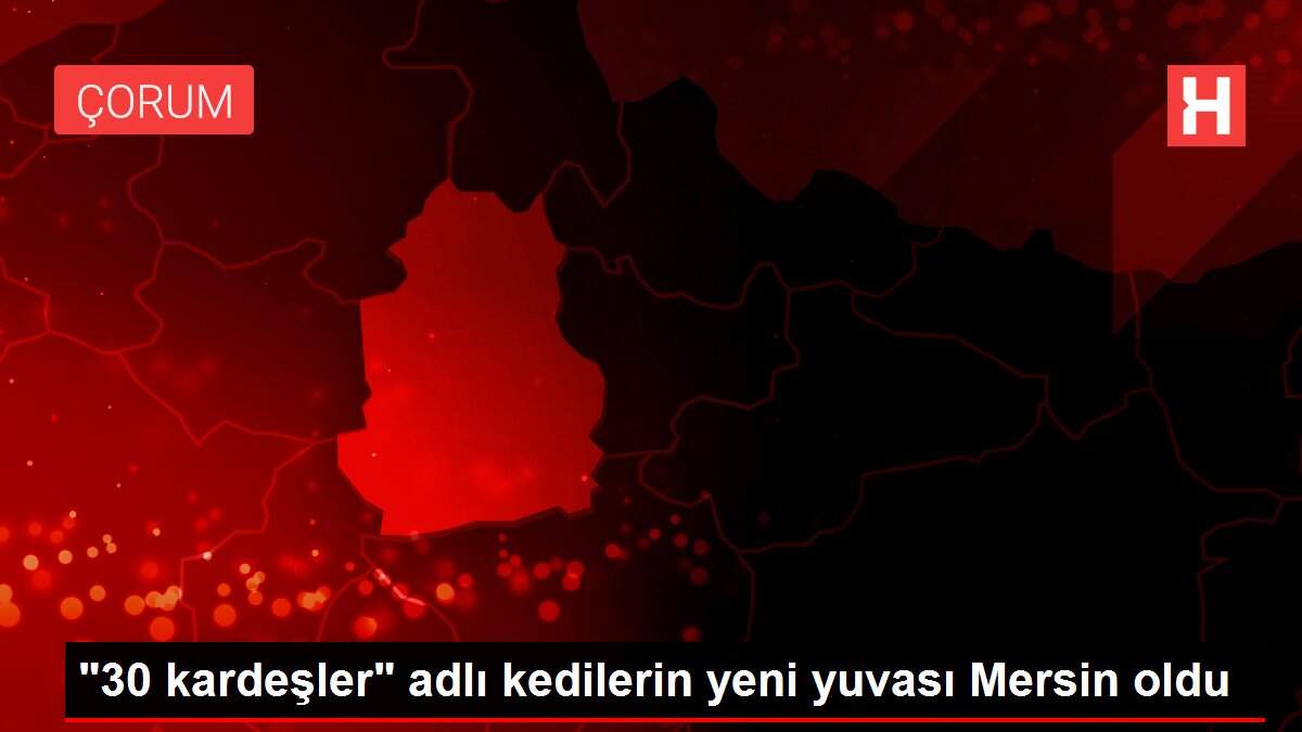 '30 kardeşler' adlı kedilerin yeni yuvası Mersin oldu