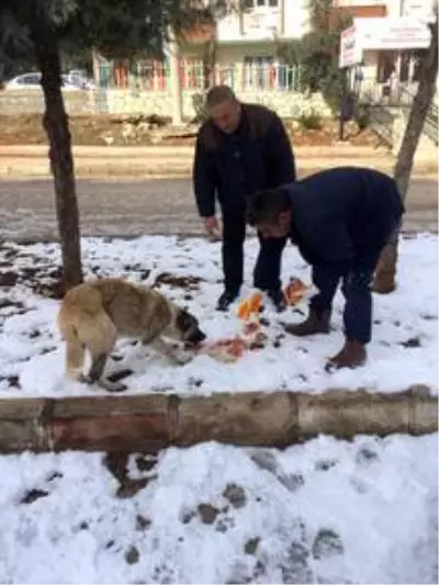 Besni Belediyesi sokak hayvanları için doğaya yem bıraktı
