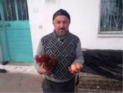 Bu tavuğun tüm yumurtalarının üzerinde 'Allah' yazıyor Bu tavuğun tüm yumurtalarının üzerinde 'Allah' yazıyor