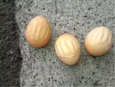 Bu tavuğun tüm yumurtalarının üzerinde 'Allah' yazıyor Bu tavuğun tüm yumurtalarının üzerinde 'Allah' yazıyor