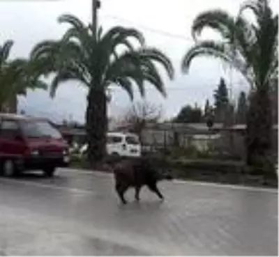 Karayoluna inen yaban domuzu sürücülere zor anlar yaşattı