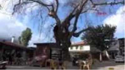 Muğla tarihi çınar ağacı yöre ekonomisine katkı sağlıyor