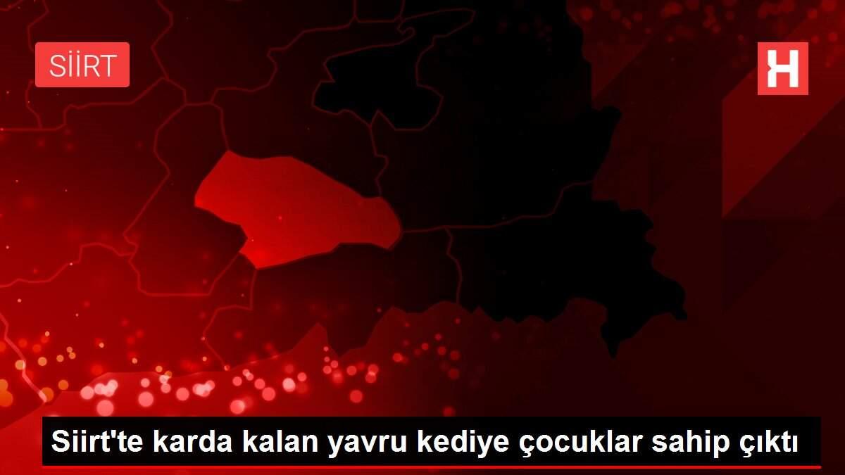 Siirt'te karda kalan yavru kediye çocuklar sahip çıktı