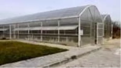 Ziraatbiyotek biriminde üretilen çiçekler park ve bahçeleri süsleyecek