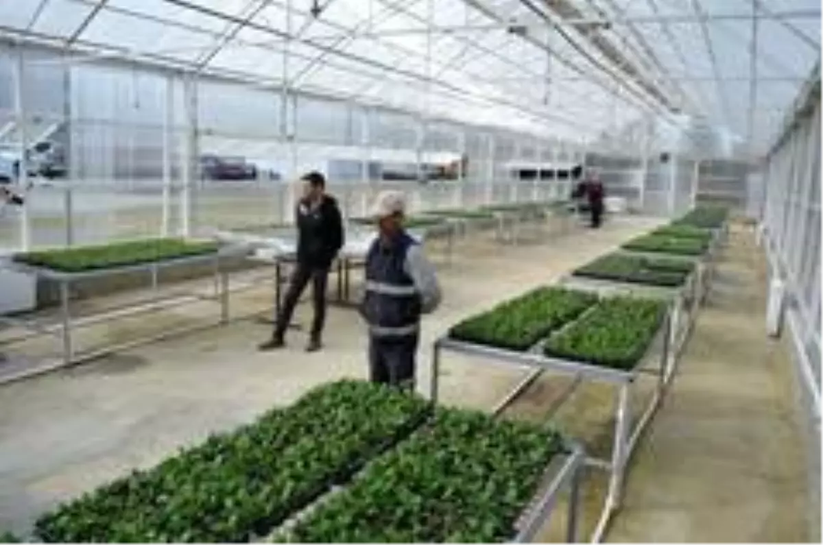 Ziraatbiyotek'in ilk meyveleri Süleymanpaşa'ya